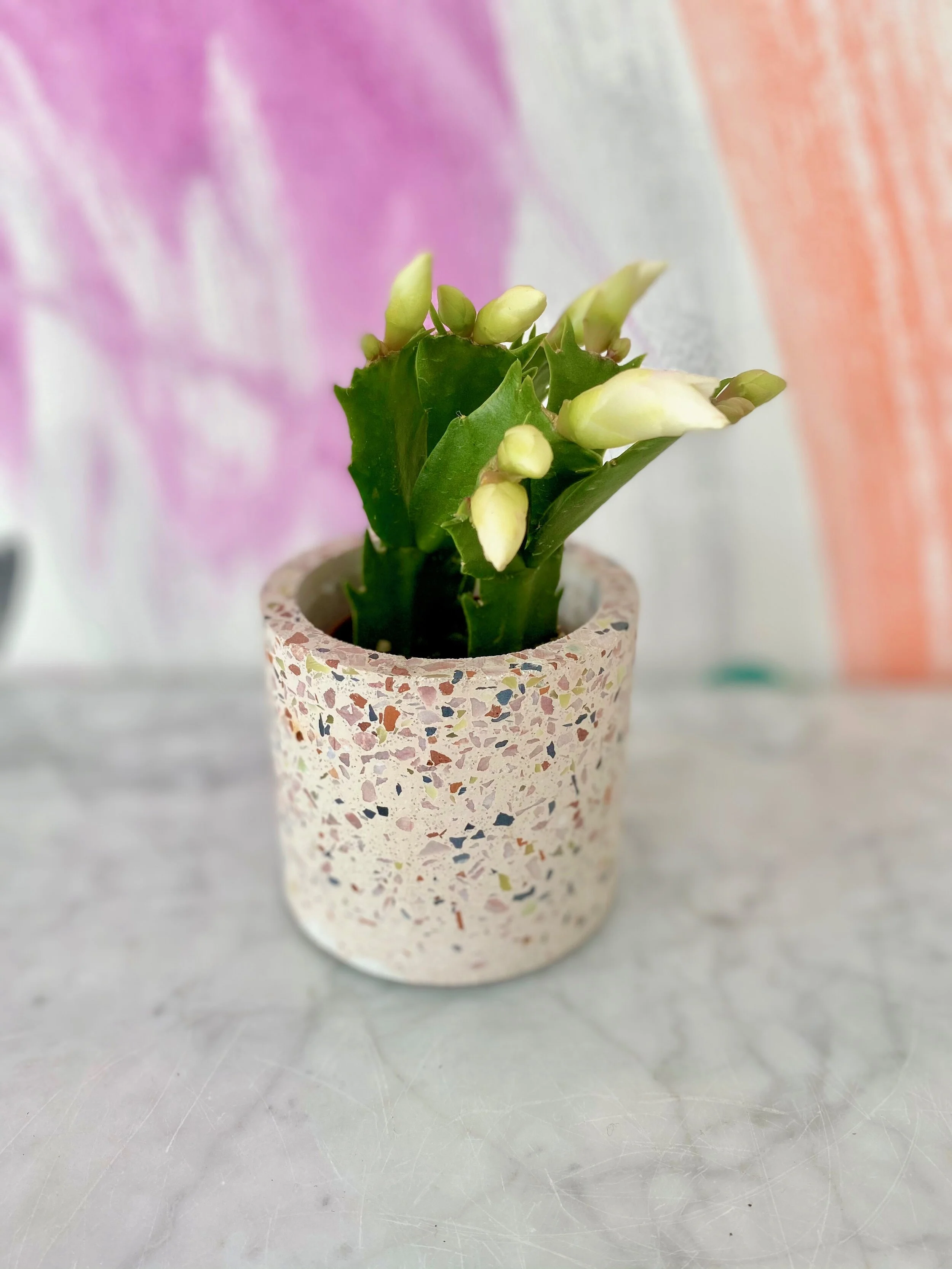 Zygo Cactus — The Tender Gardener